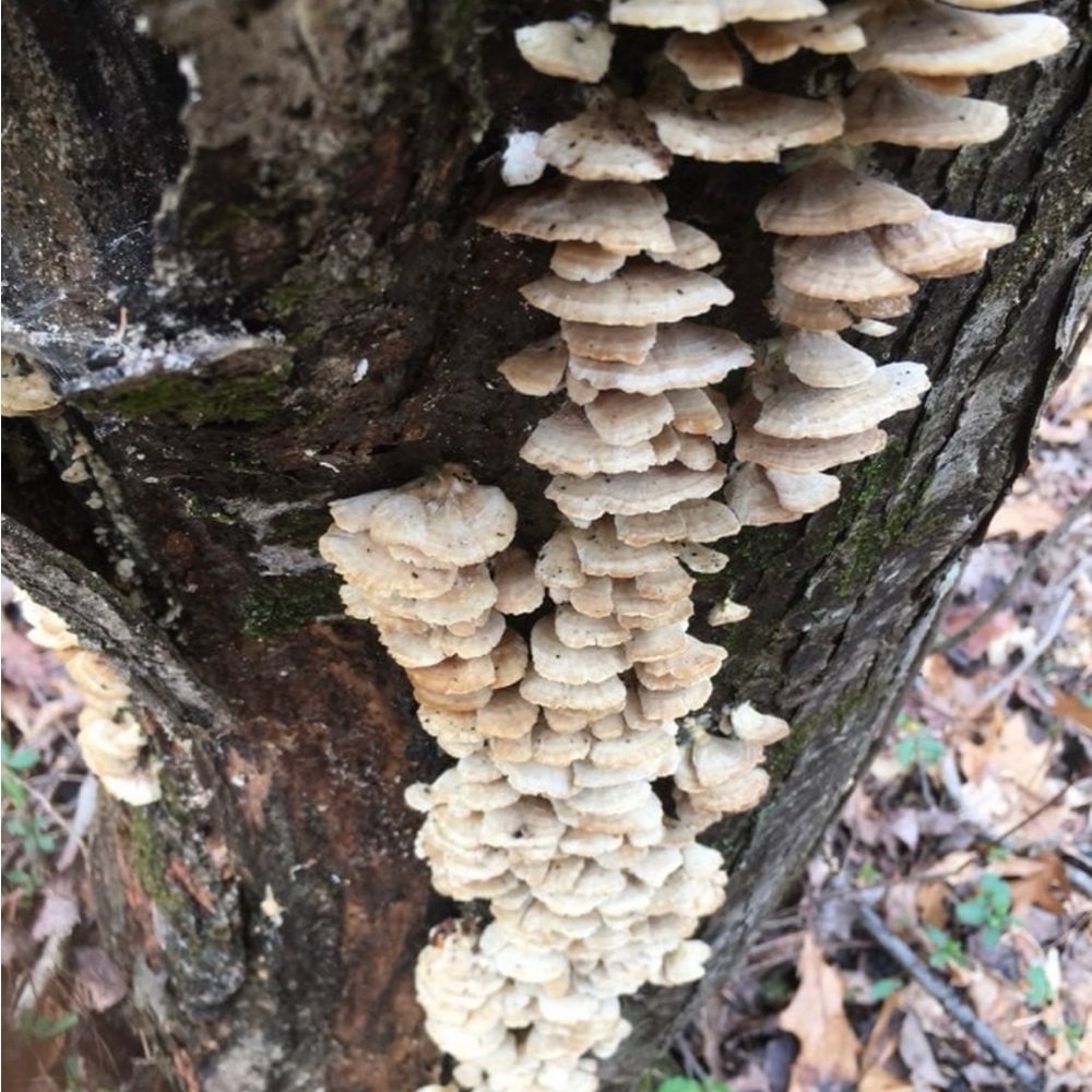 Photo of tree